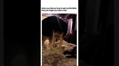 Wait 'till the end 🐺😂😂