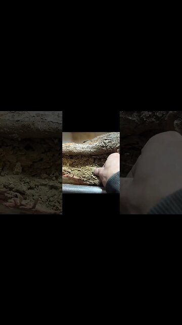 I find bug into my wood piece #shorts #woodworking #shortvideo