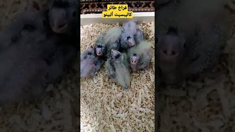 فراخ طائر كاليبسيت ألبينو