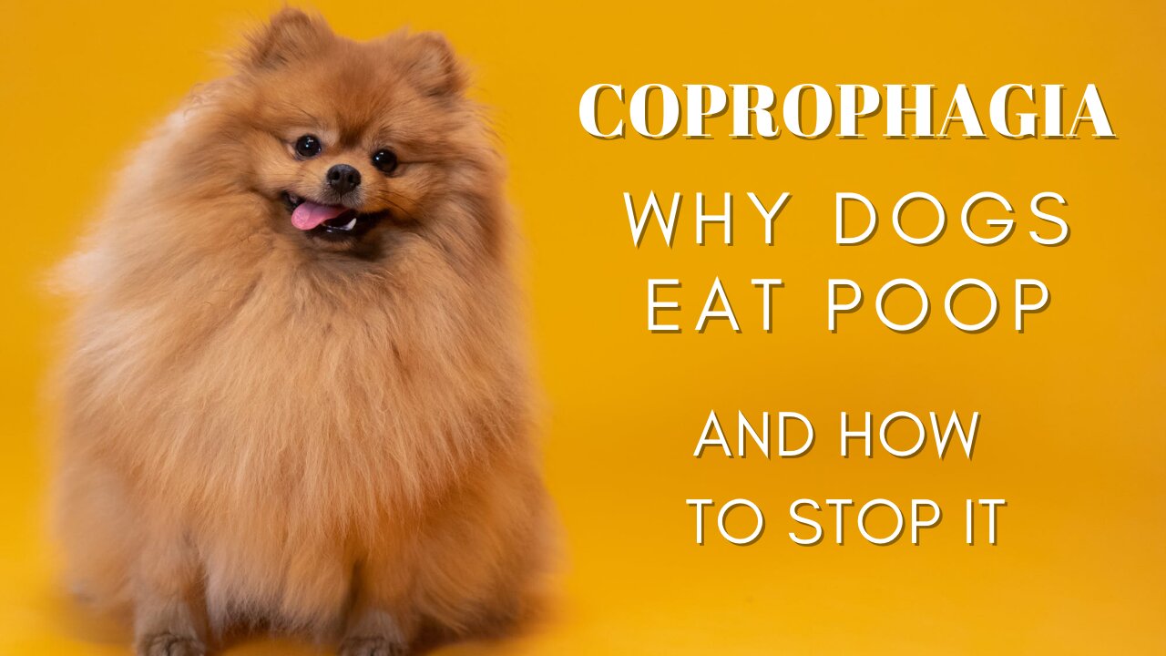 Why Dogs Eat Poop and How to Stop It (Coprophagia)