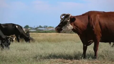 Domestic animals graze on meadow