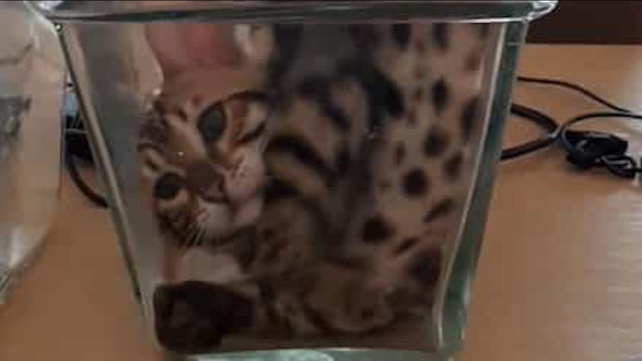 Gato contorcionista brinca num vaso!