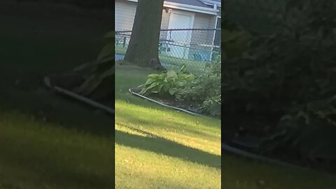 squirrel things #shorts