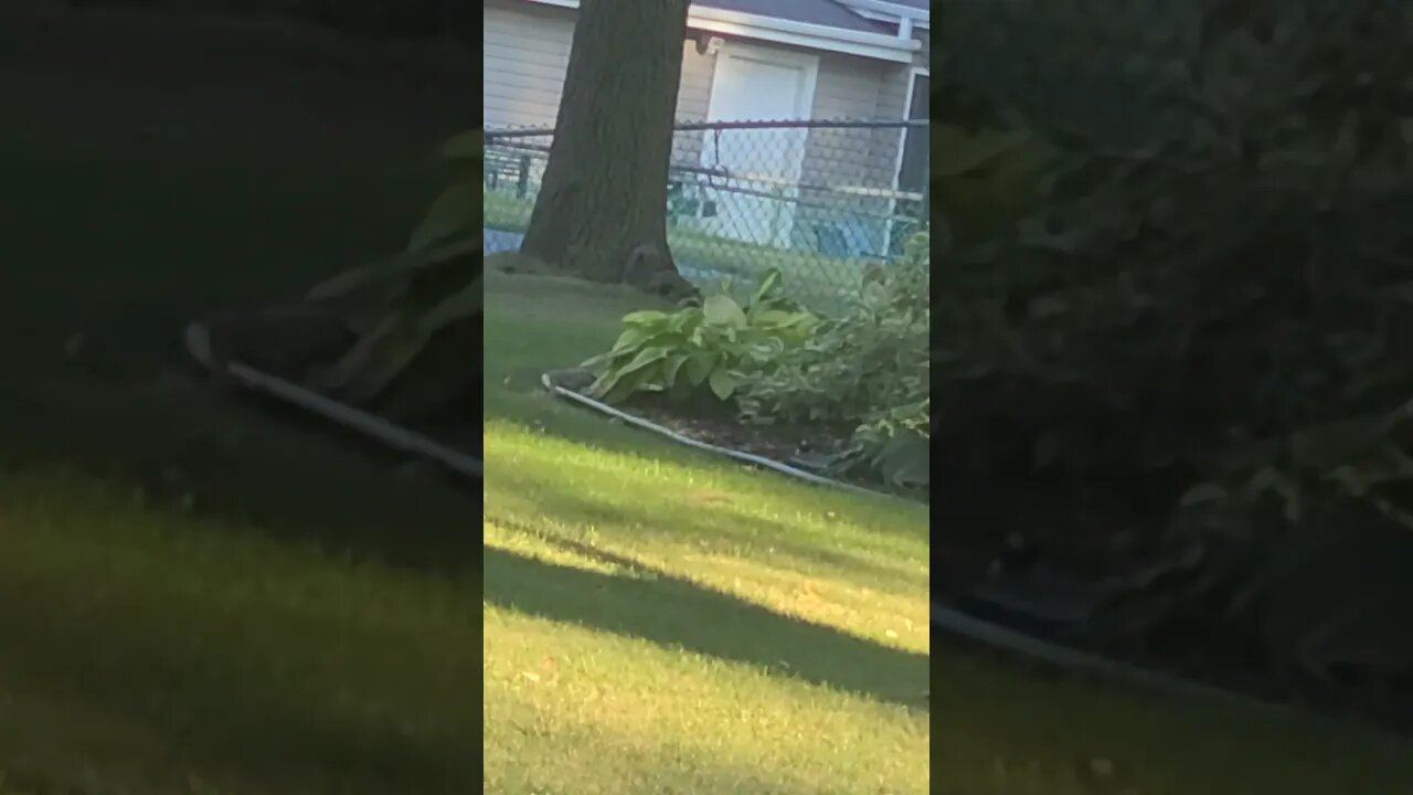 squirrel things #shorts