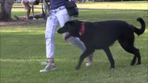 Dog Training out in Public