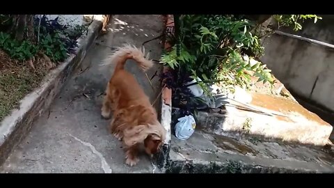 golden dog