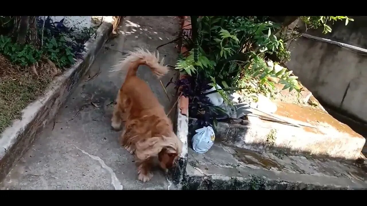 golden dog