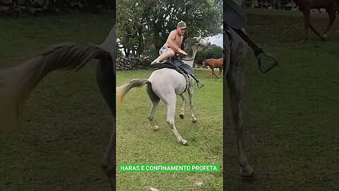 Quase caiu do cavalo, peão e bom.Olha isso 👀#shorts #haras #cavalo #rodeio #saopaulo #porangaba