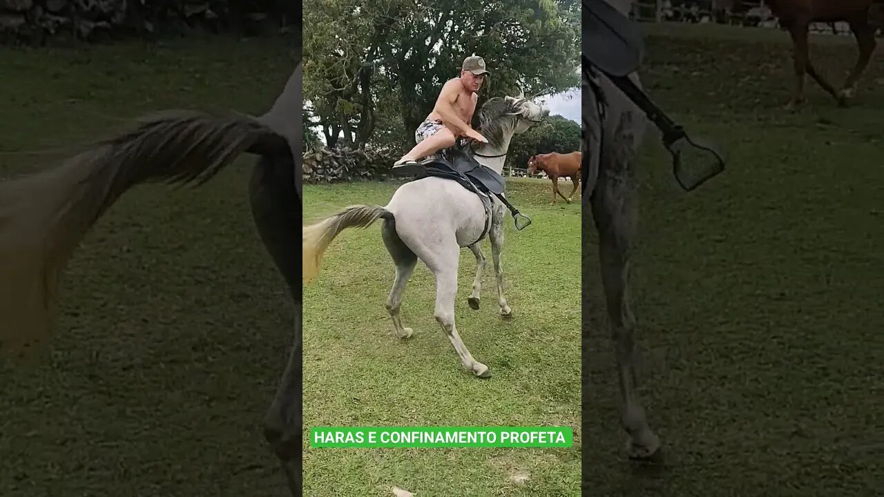 Quase caiu do cavalo, peão e bom.Olha isso 👀#shorts #haras #cavalo #rodeio #saopaulo #porangaba