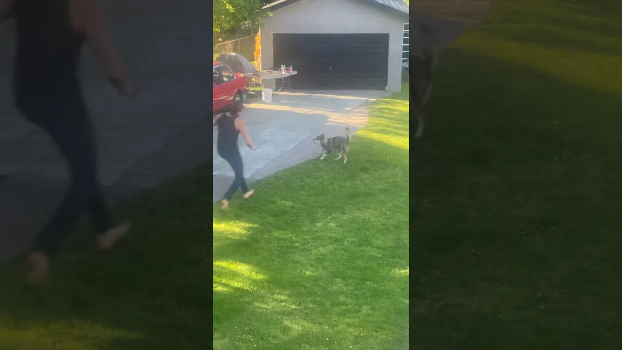 Zara LOVES getting chased!