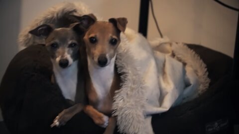 Dogs Enjoying Warm Blankets