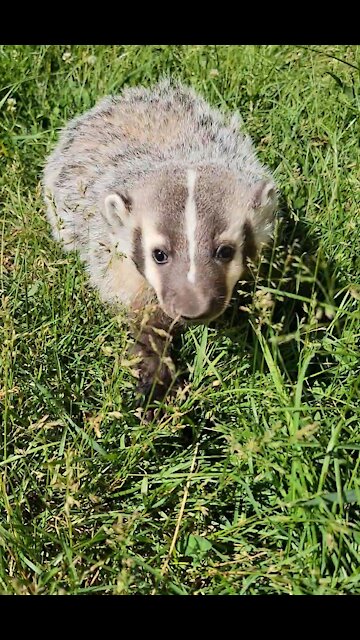 Adorable baby badger curiously follows the camera