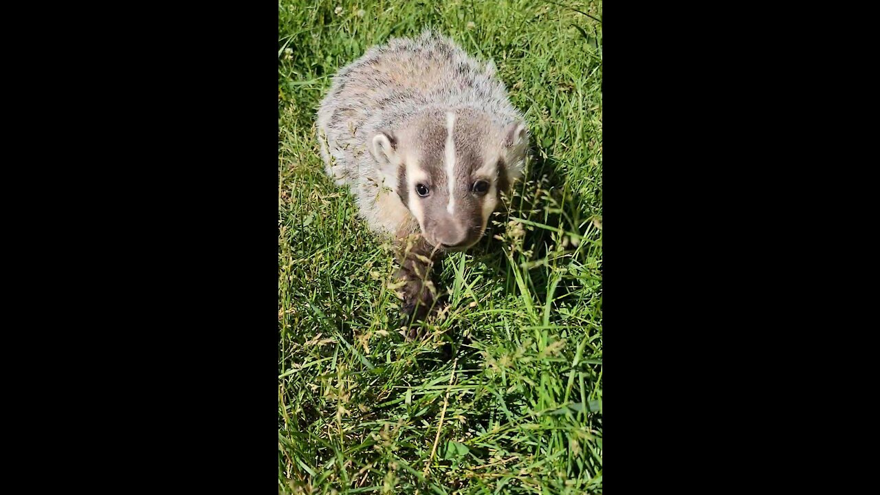 Adorable baby badger curiously follows the camera