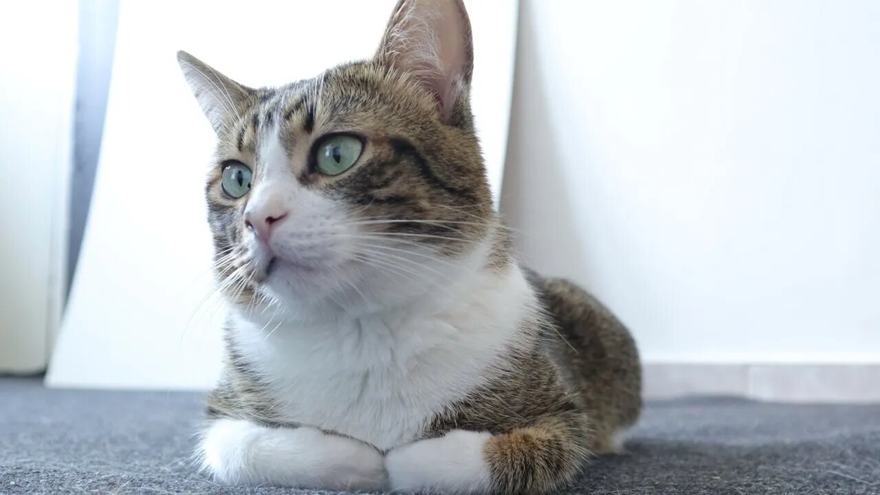 Curious Cat Is Puzzled by the Mysterious Washing Machine