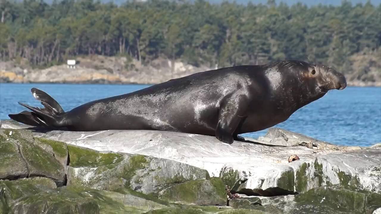 Elephant Seals