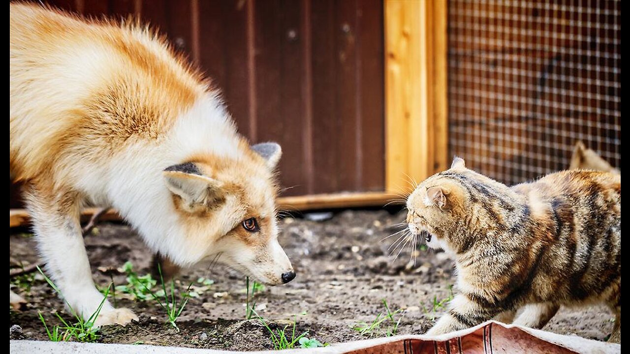 Cat Vs Fox