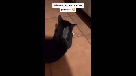 Funny animal videos 🤣🤣🤣