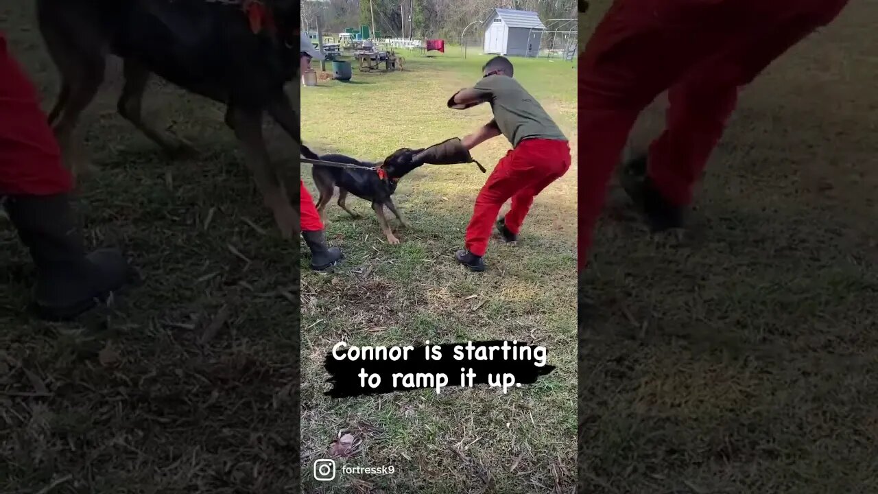 Young Malinois/German Shepherd cross developing his bite. #malinoislovers #protectiondog #puppylove