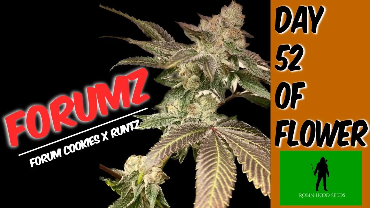 Forumz at 52 Days of Flower | Robinhood seeds | Forum Cookies x Runtz