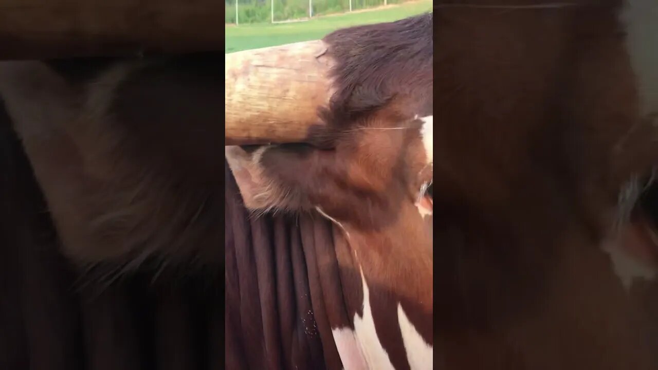 moo
