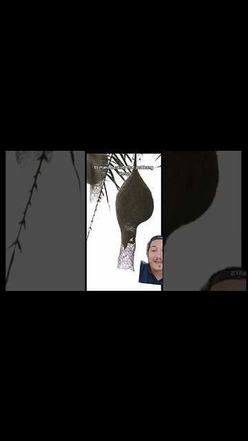 Weaver bird nests are a work of art