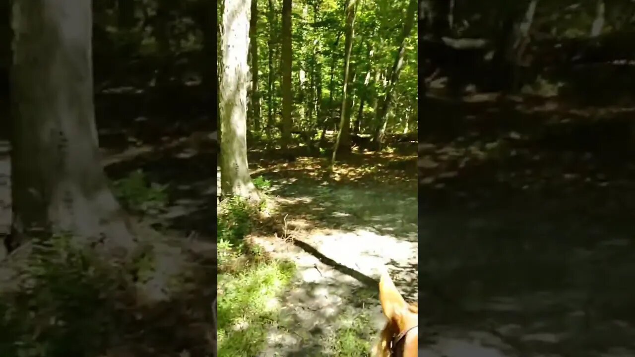 Riding Jack through the trails