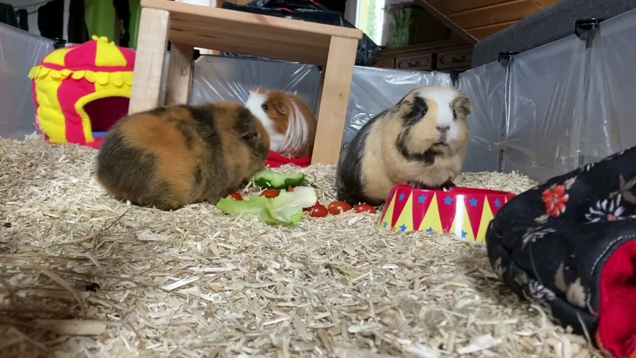 What my Guinea pigs do when I clean their hay box