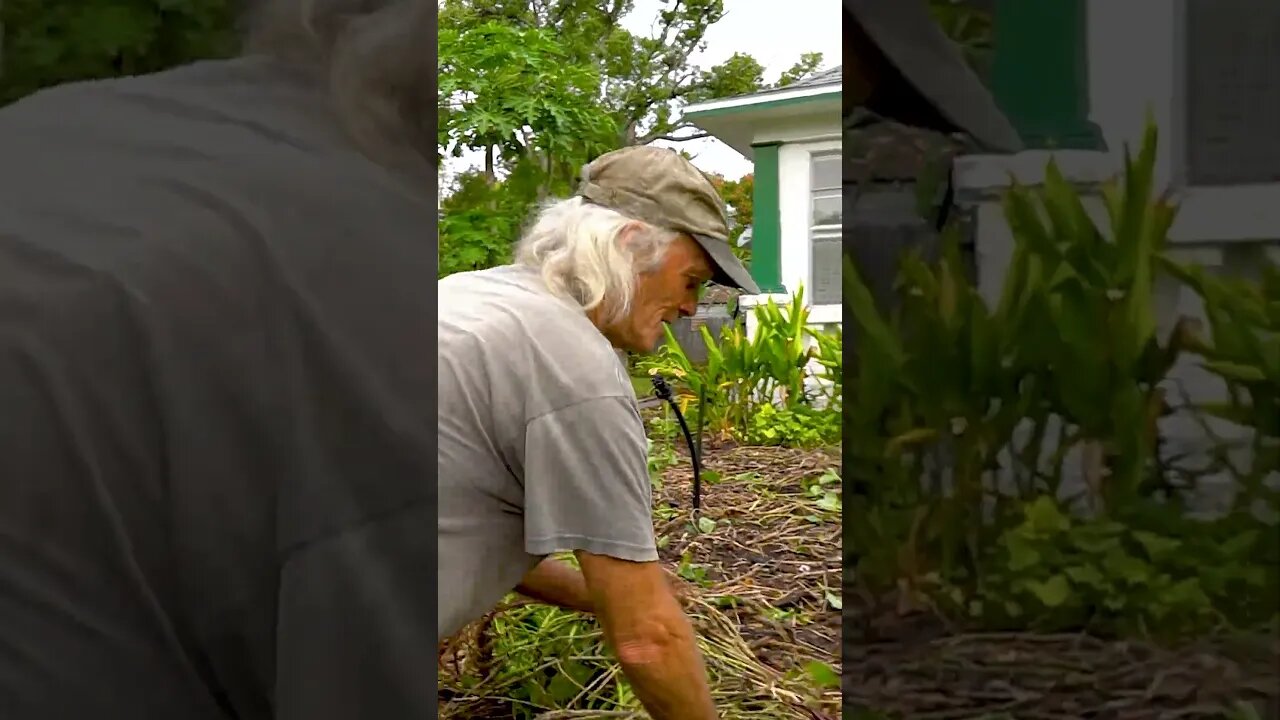 Many hands make light work! Pulling Sweet Potato Vines with Jim Kovaleski! #shorts