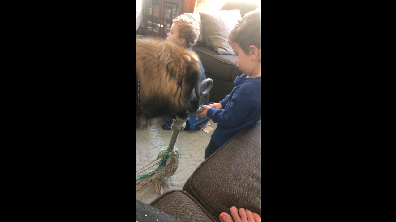 Magnus the Leonberger dog plays tug-of-war with toddler