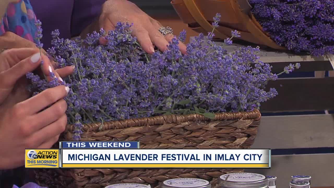 Michigan Lavender Festival returns to Imlay City