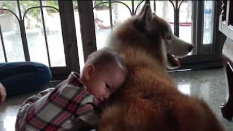 Une fillette confond son chien avec un cheval