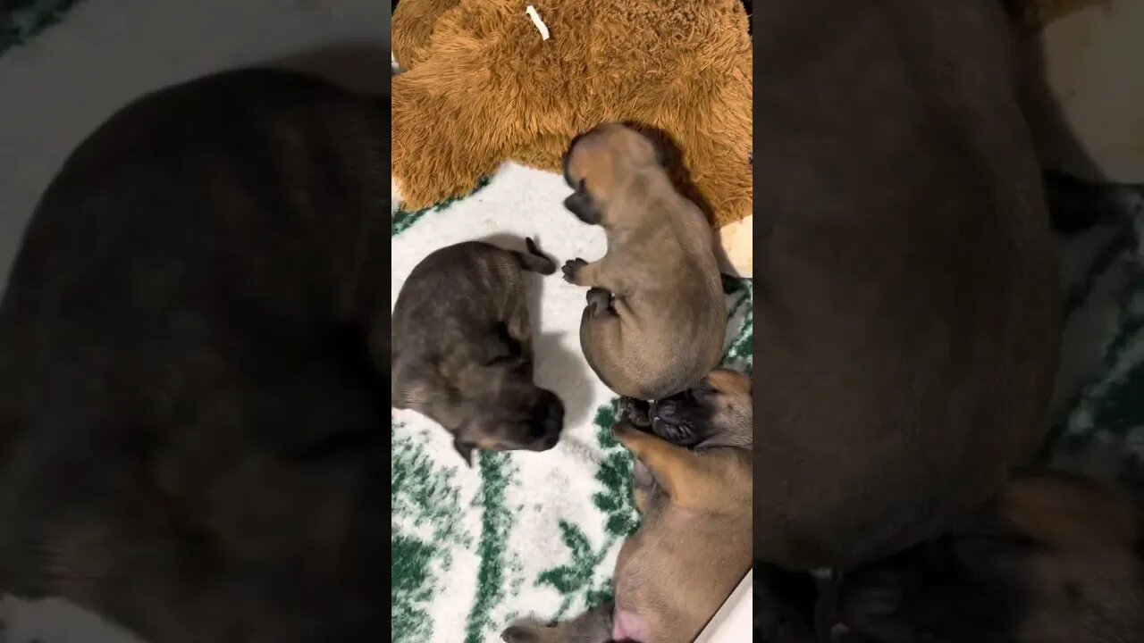 Ch Besty litter. Almost two wk old.