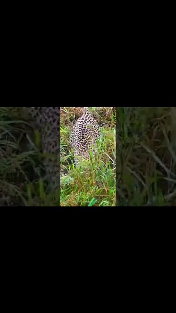Leopard Fishing! #shorts