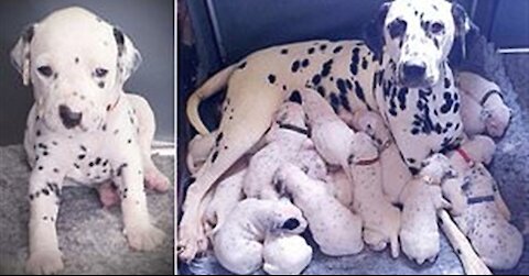 Dog has Amazing Birth While Standing !!!!!?