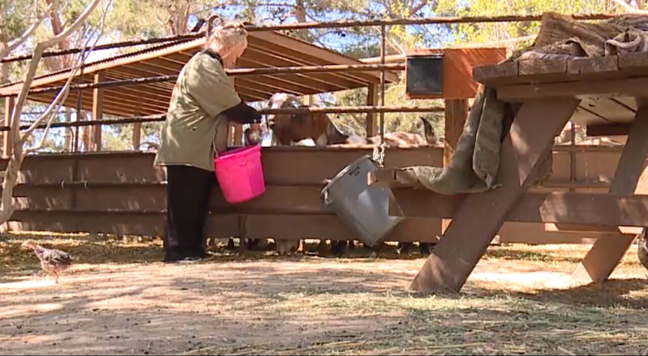 Finding food items at Las Vegas farm