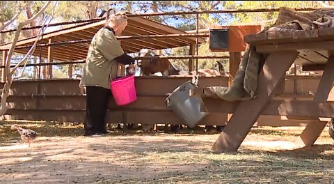 Finding food items at Las Vegas farm