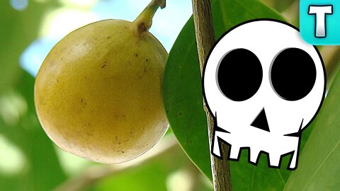 Little Apple of Death | Fruits You've Never Heard Of