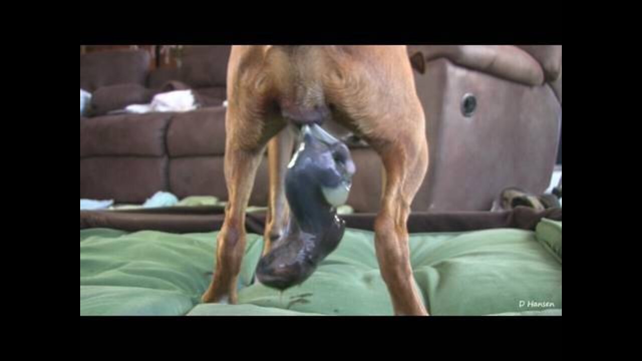 Dog Has Amazing Birth While Standing!!