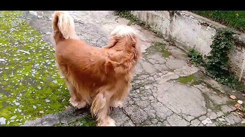 #dogsho, #animals , #dogs