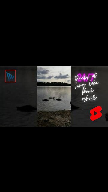 Ducks at Long Lake Park #shorts