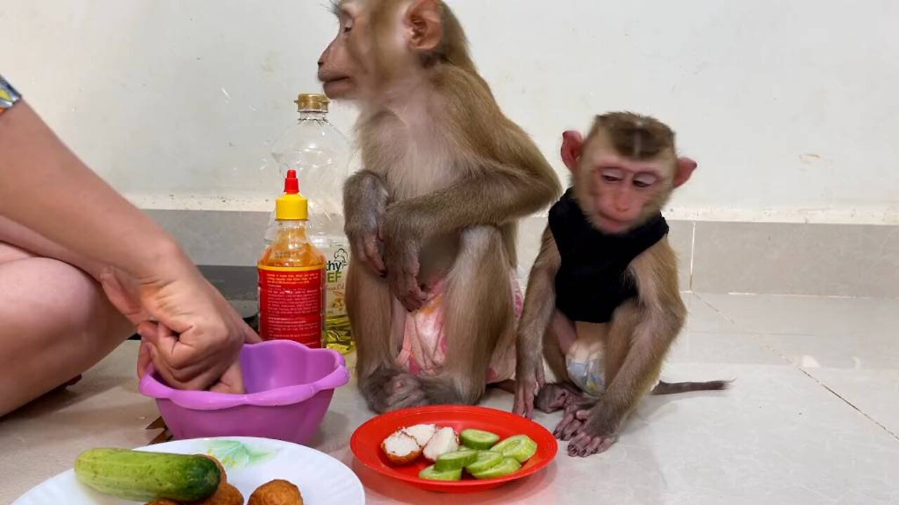 Smart Monkey help Homework and eating food