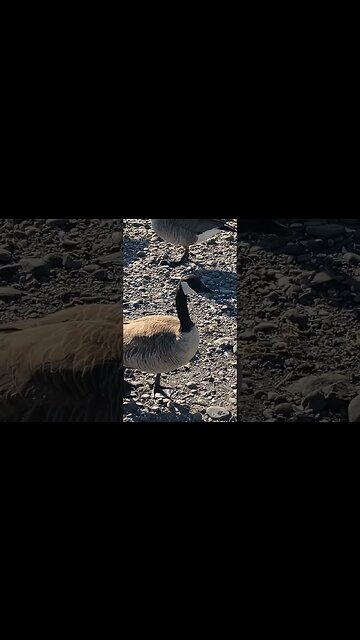 Canadian Geese #goose #shorts #canada