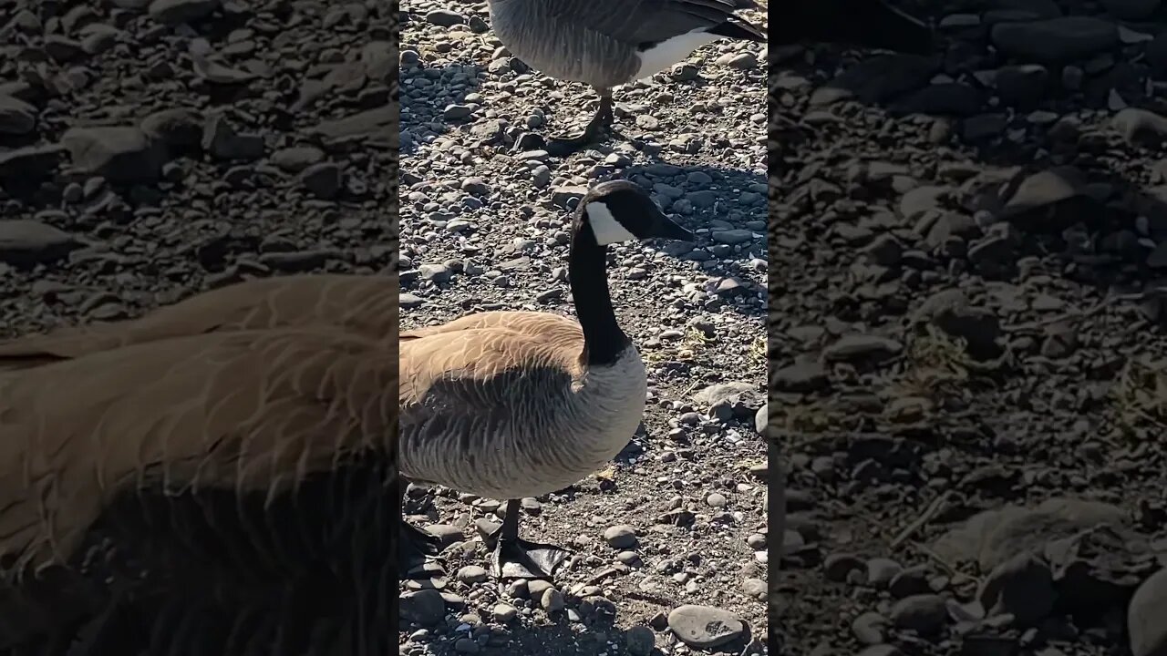 Canadian Geese #goose #shorts #canada