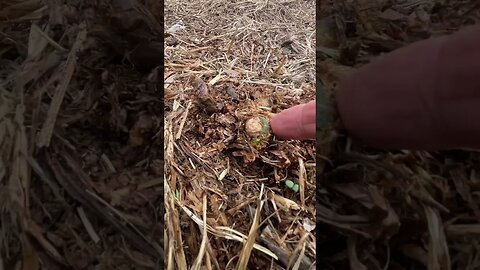 Zeus the Aussie finding fiddleheads.