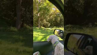 Little dog sees wallabies from car