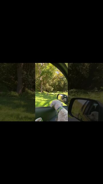 Little dog sees wallabies from car
