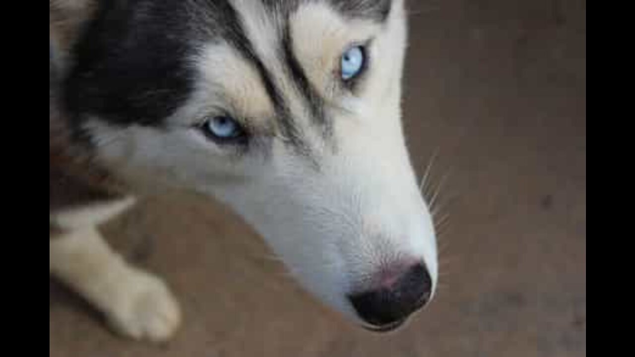 Smart dog sees through disguise and spits out medicine