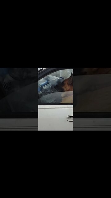 Dog Daze #dog #puppy #rescue #metaldetecting #relics #civilwar #trending #silver #coins #buttons