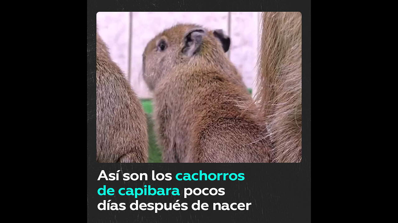 Nacen 2 cachorros de capibara en el Zoológico de Moscú