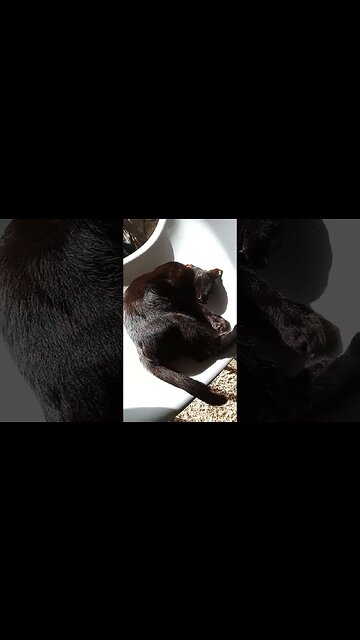 Kitty cat is in deep sleep.